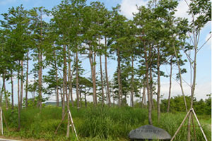 중부지역자생원