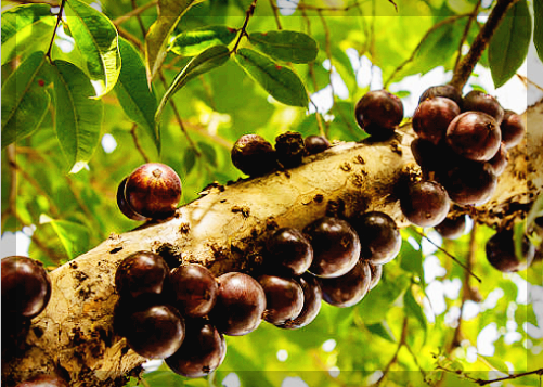 자보티카바 효능 경험담&amp;#44; 후기 및 먹는 법 제대로 알아보기