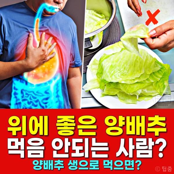 위에좋은음식 양배추 먹으면 안되는 사람 양배추먹는법 양배추 생으로 먹으면