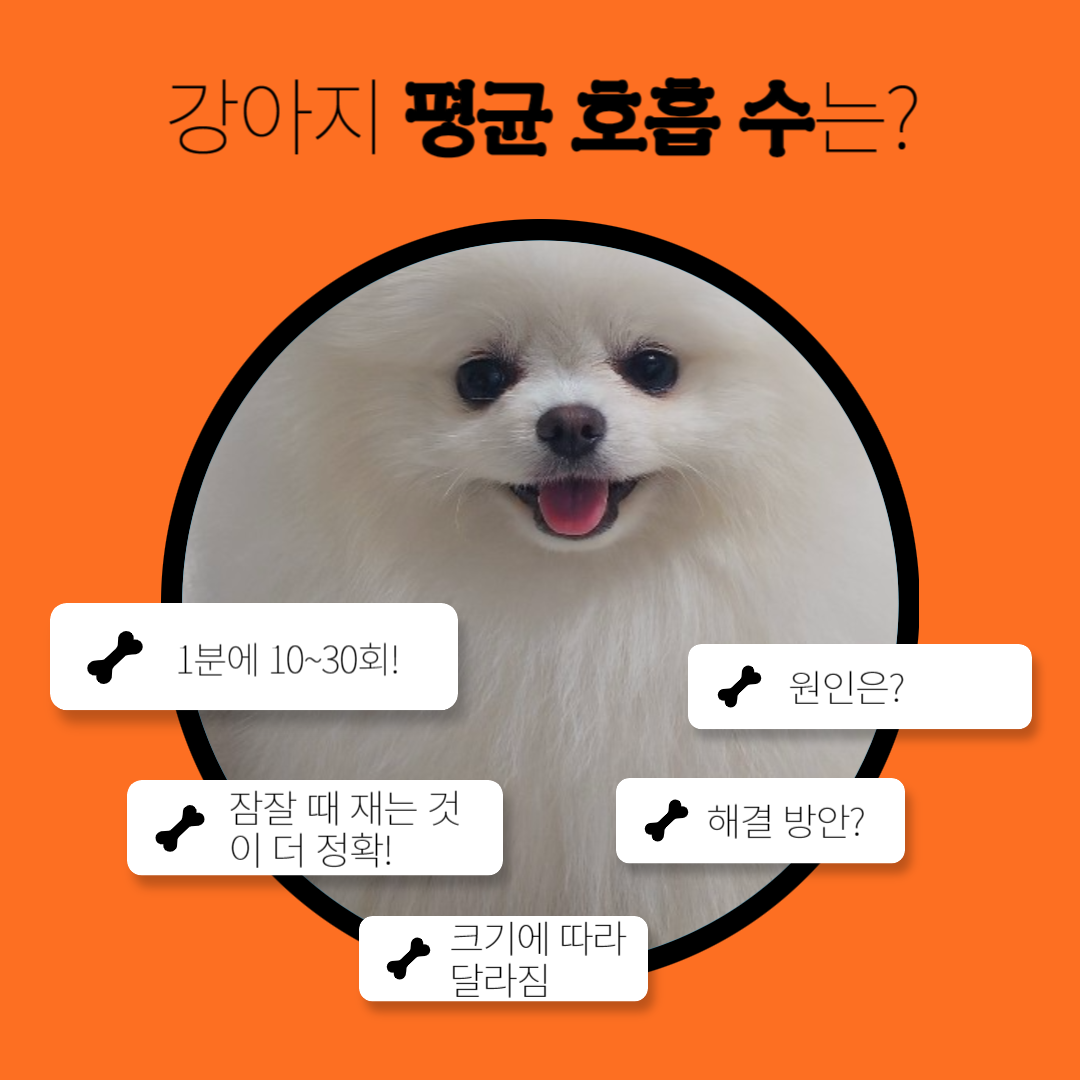 강아지-평균-호흡-수