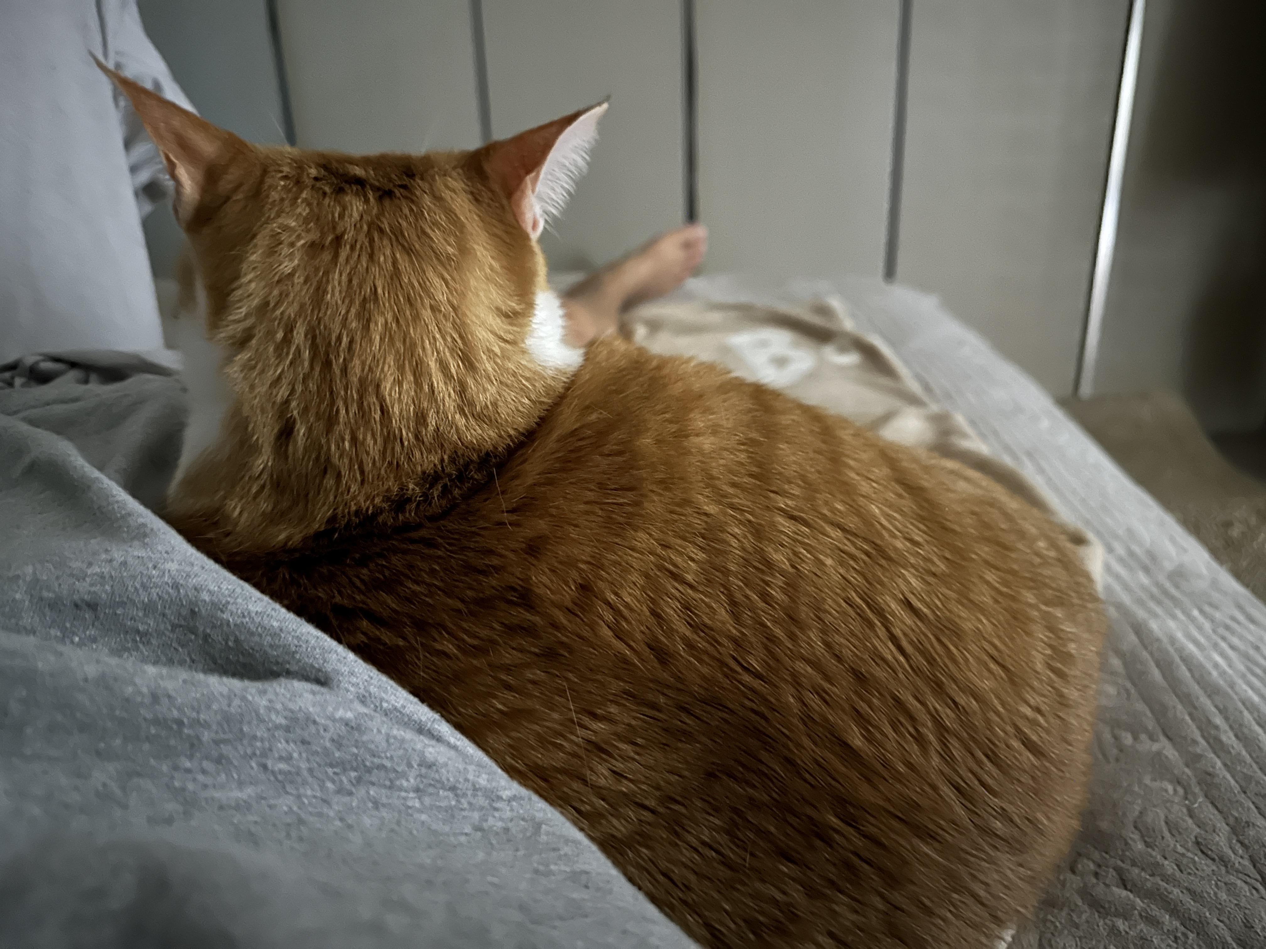 호야랑 매일 힐링하기 (feat. 엄마 품에 안겨 있는 호야)