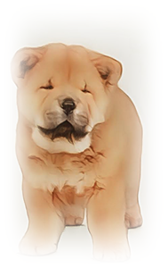 안녕soni
스피츠 타입견
차우차우