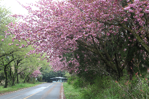 제주겹벚꽃 #제주여행 #제주봄꽃명소 #제주도겹벚꽃 #제주사진맛집 #4월제주여행 #겹벚꽃명소 #제주시겹벚꽃 #서귀포겹벚꽃 #제주봄여행추천