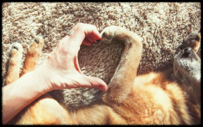 강아지를 행복하게 해주는 방법: 주인의 역할