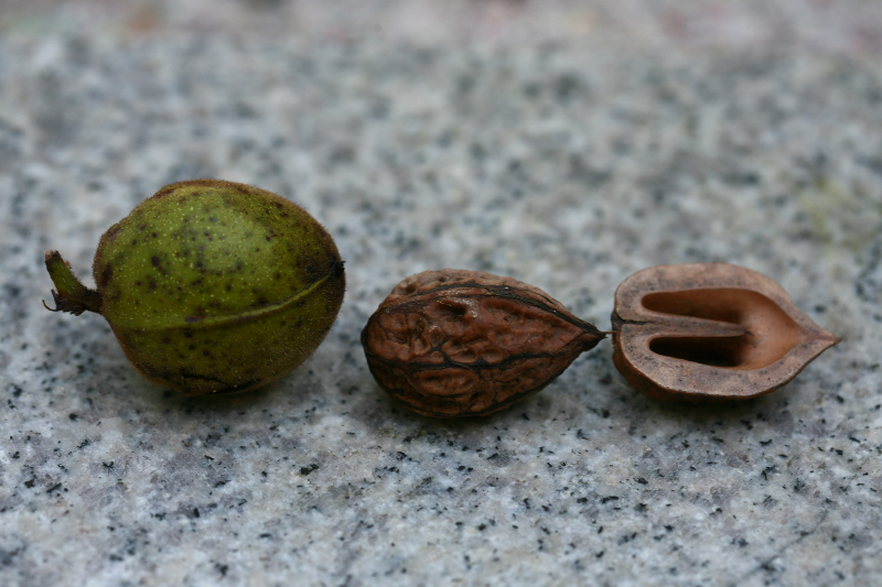 가래나무 열매2