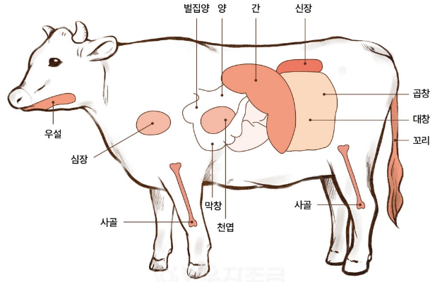 한우 주요 부위 설명