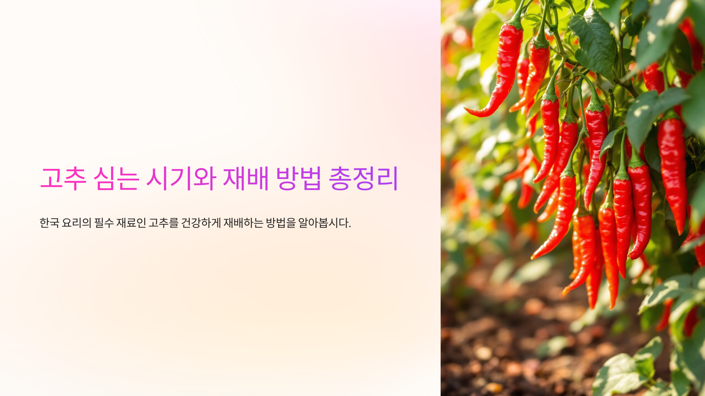 고추 심는 시기와 재배 방법 총정리