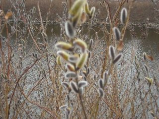 11호 태풍 버들 뜻 유래