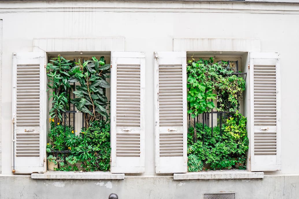 실내 온도를 낮춰주는 식물 – 자연 에어컨 역할을 하는 식물 추천