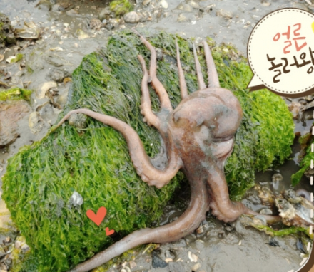 삽시도 어촌체험마을