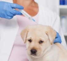 강아지 췌장염 증상