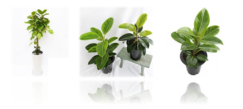 다양한 뱅갈고무나무