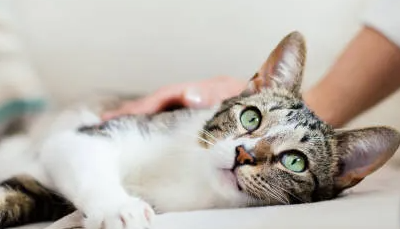 고양이에서 사람에게 전염되는 질병, 대책과 예방