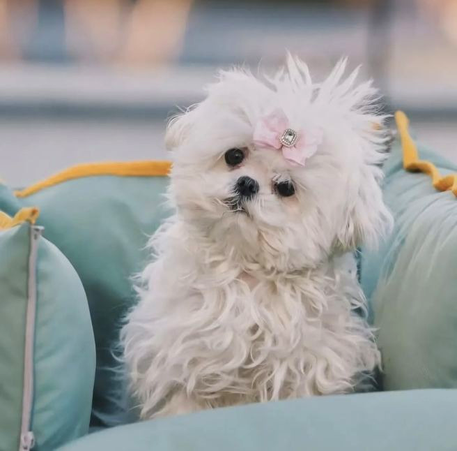 구성환 꽃분이 나이 무지개다리 사망 나혼산 국토대장정