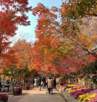 25년 단풍시기 경기도 단풍명소