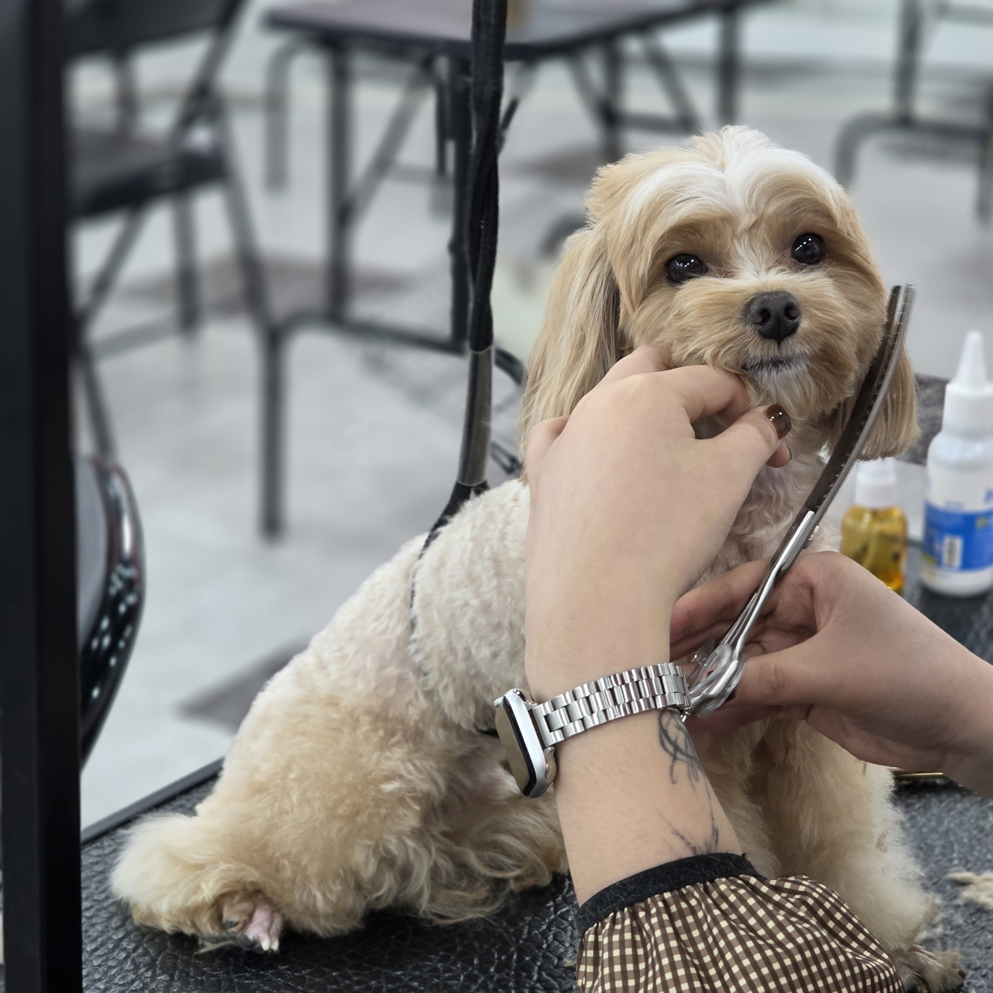 구리애견미용학원국비
