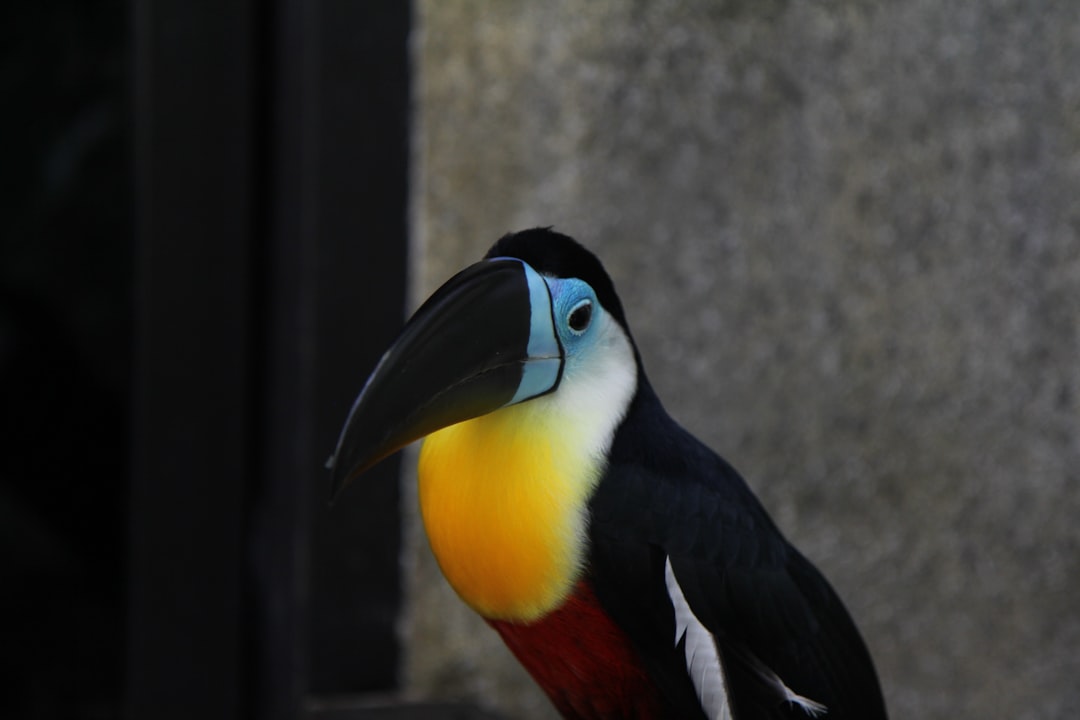 Visitor