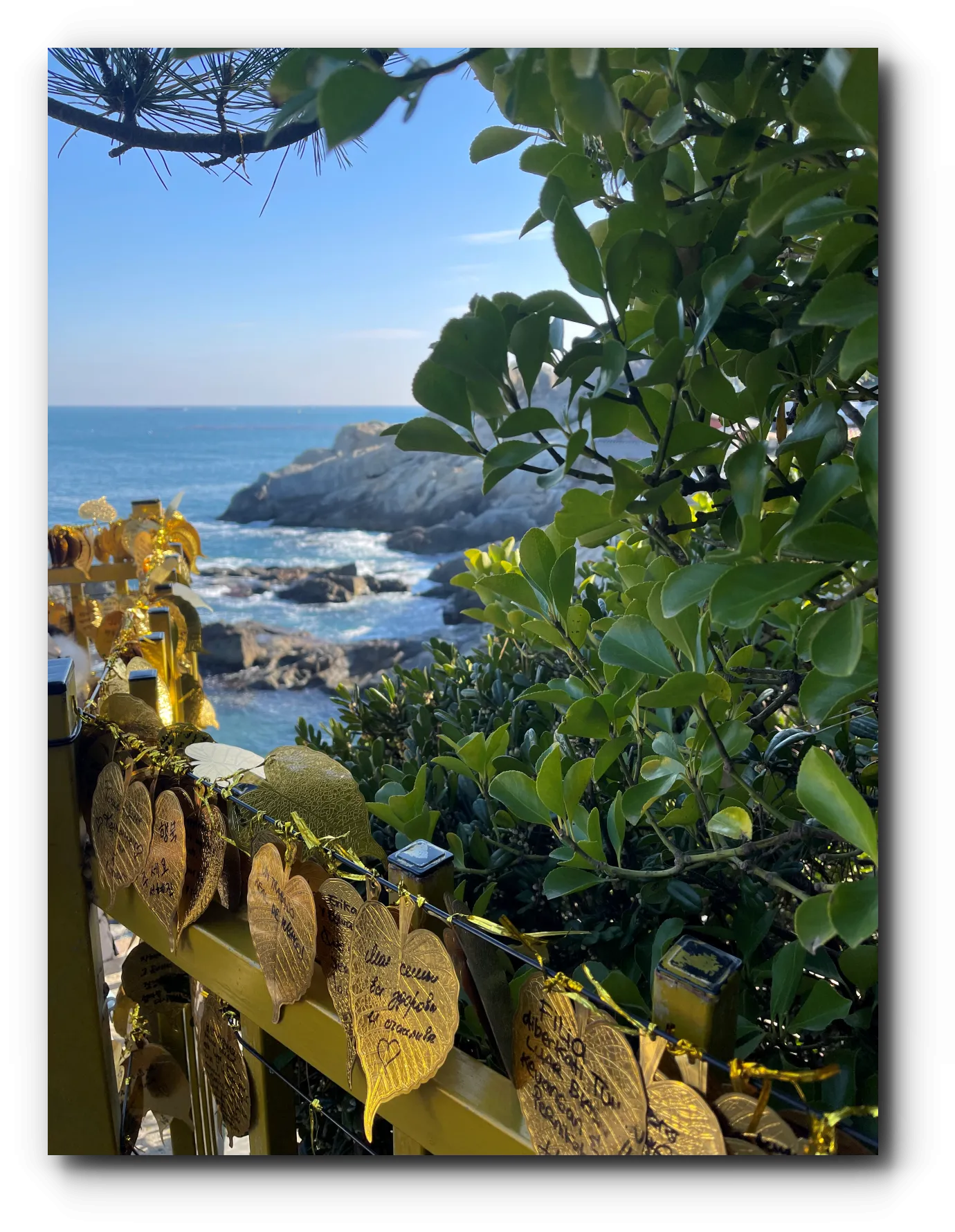 나무-사이로-보이는-바다의-절경