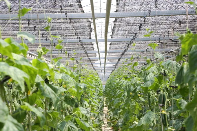 오이 재배 유인 방법 곁순 정리 수분 관리_2