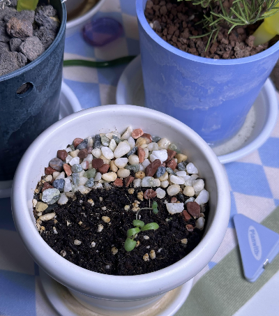 로즈마리 파종 번식