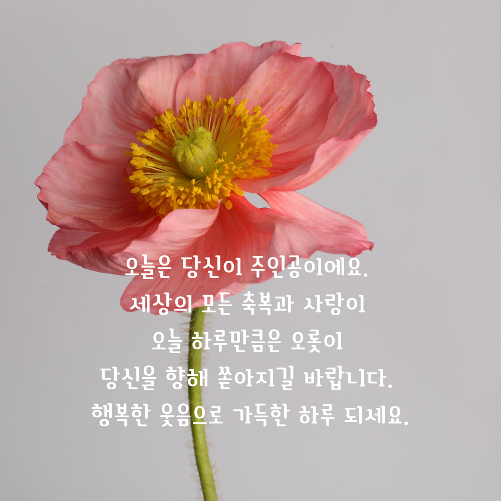 생일 축하 메세지 꽃다발 이미지 그림 사진 모음