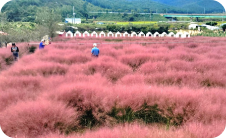 고창 핑크뮬리 축제 이미지/ 출처: 꽃객프로젝트