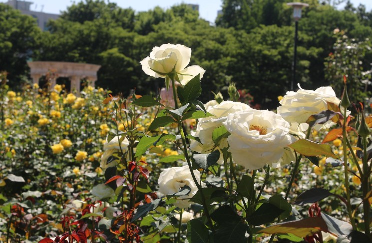 5월 꽃구경 명소 Best 10 시리즈