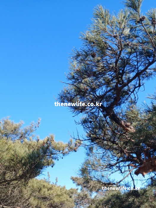 솔잎 효능 니코틴 배출 아피에틴산