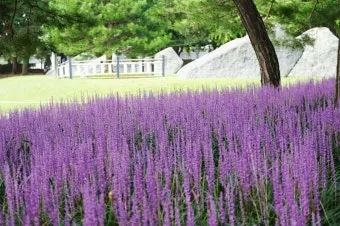 8월에 피는 꽃 이름 종류별 특징 정리 보기_5