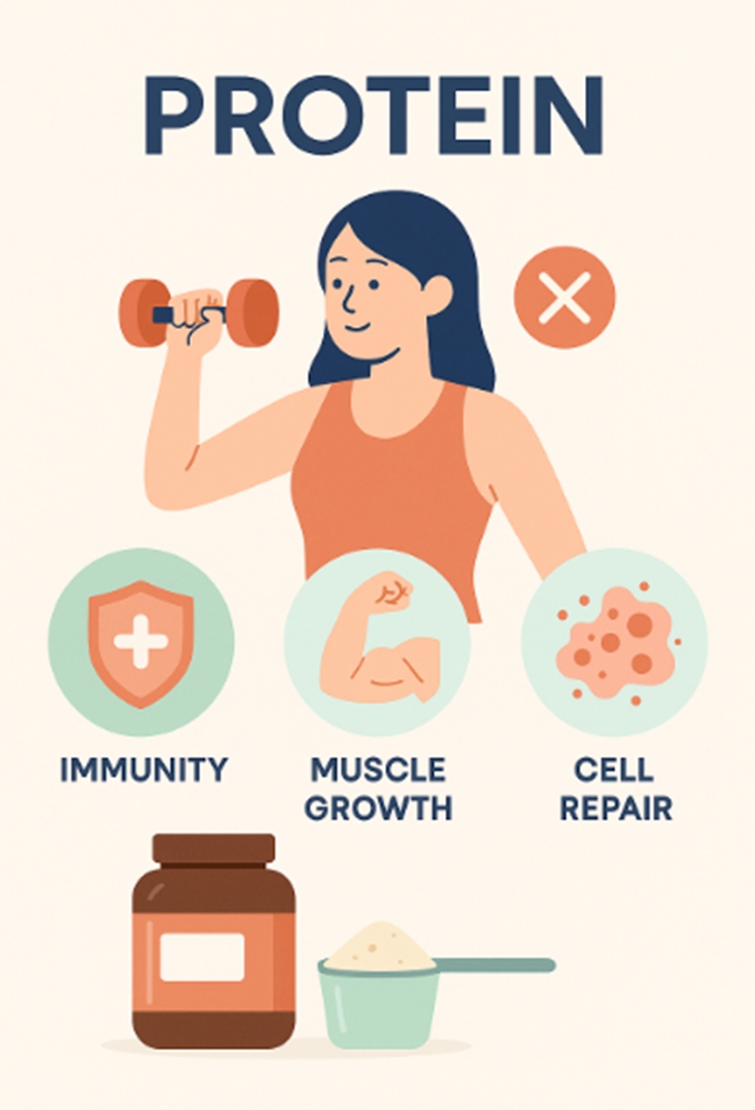 단백질이 근육뿐 아니라 면역, 호르몬, 세포 재생에 필요한 이유를 설명하는 인포그래픽 일러스트