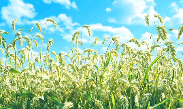 잘 익어서 고개를 숙인 보리들이 있는 보리밭이다. 파란 하늘에 하얀 구름들이 있다.