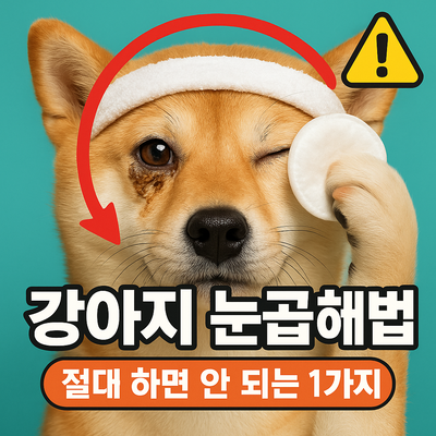 강아지 눈곱 심할 때 해결 방법