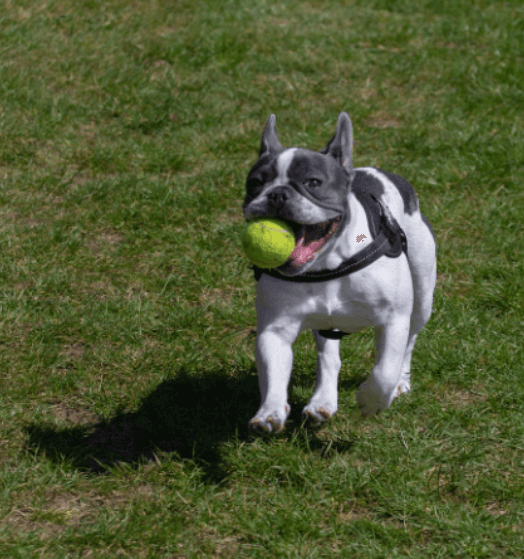 애완용 강아지 종류 및 특징 정리 - 소형 강아지 종류
