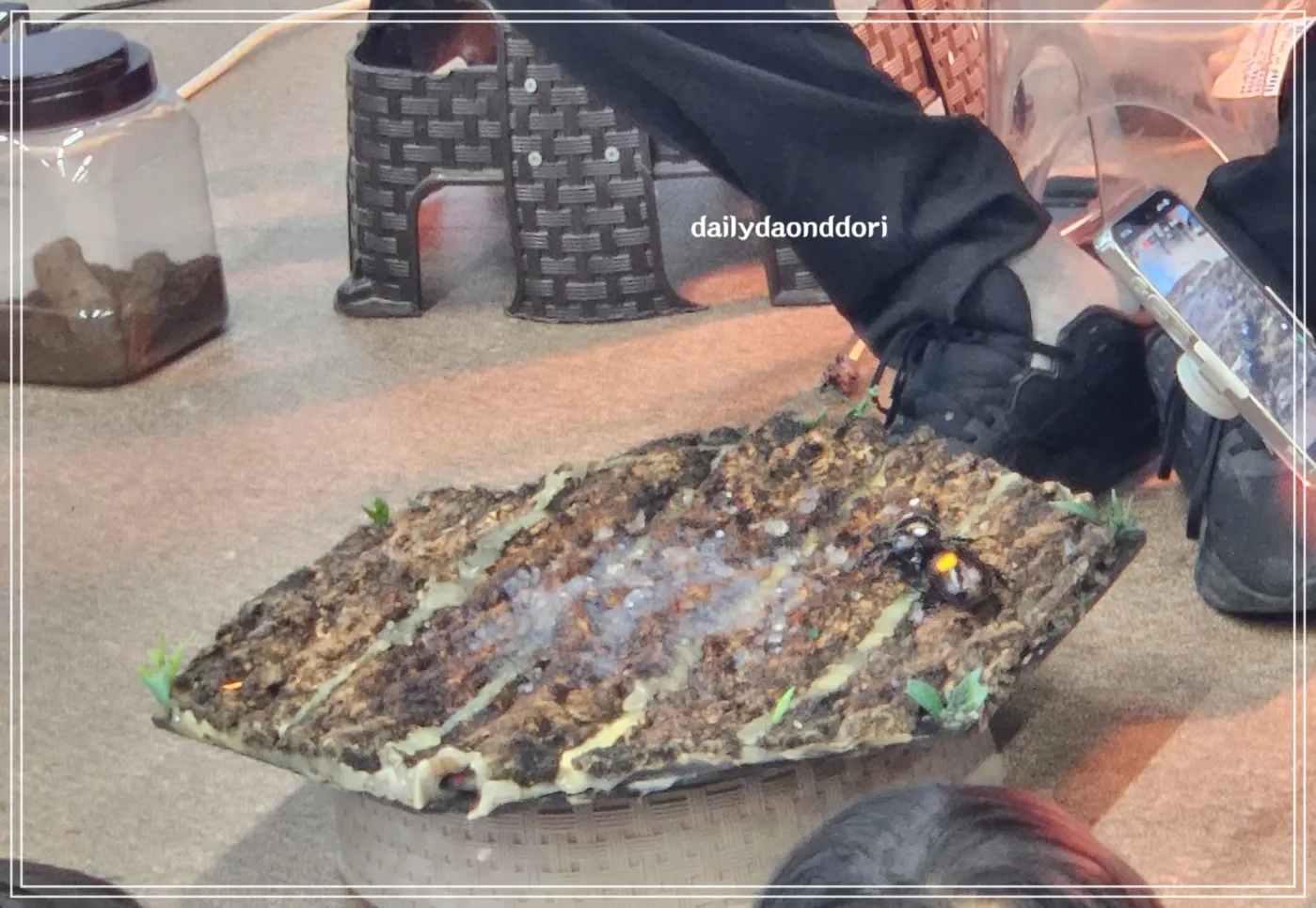 장수풍뎅이-현장-배틀