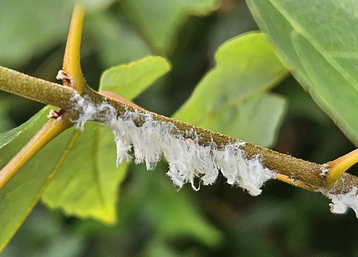 갈색날개매미충5
