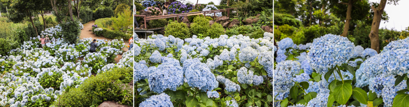 제주도 여행, 제주도 수국축제, 휴애리 수국축제, 수국축제, 휴애리 수국, 휴애리 축제 일정, 제주 꽃 명소, 수국 명소, 제주 감성 여행, 제주도 서귀포, 제주 사진 여행