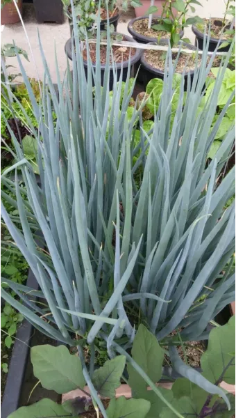 텃밭 대파 키우는 방법 파종 시기_21