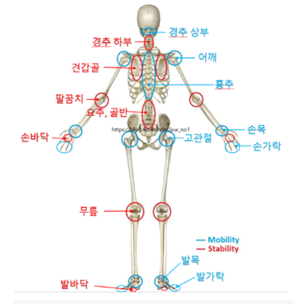 전신 관절 Mobility / Stability 도식