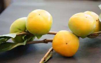 단감 효능, 단감 10kg 가격