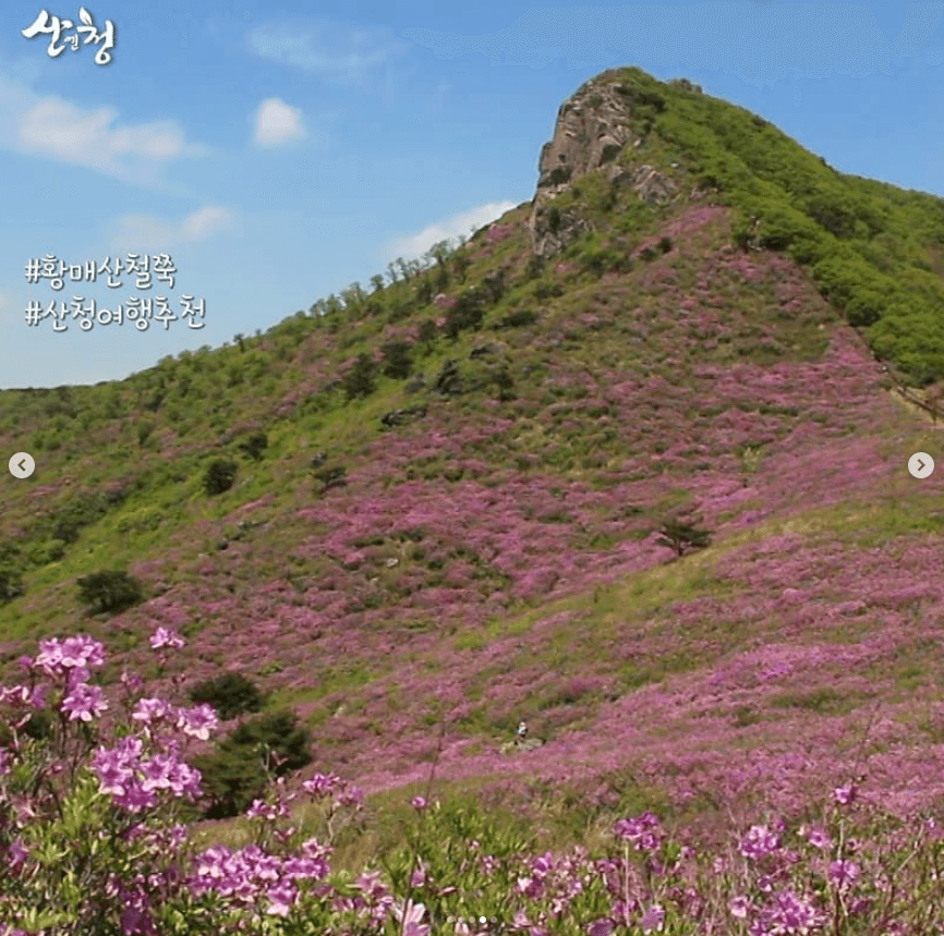 황매산 철쭉축제 기간