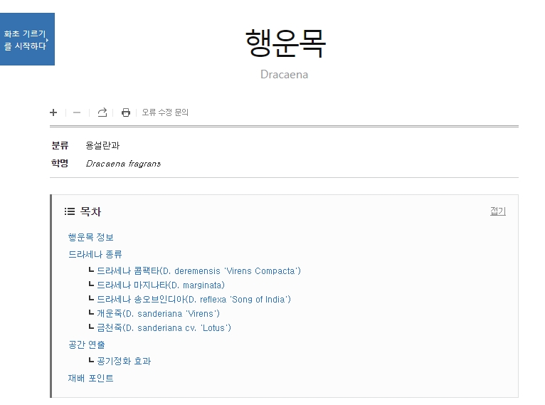 행운목 꽃 개화 시기 정보