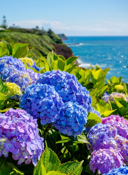 전남 6월 꽃 구경 가볼만한 곳&amp;#44; 축제&middot;여행 갈만한 곳 추천