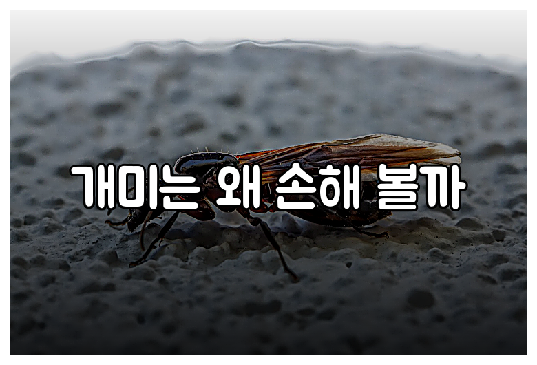 개미는 왜 손해 볼까