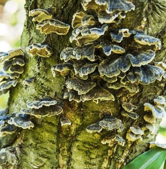 운지버섯의 종류