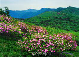 2024 영주 소백산철쭉제 기본일정과 프로그램 정리 경서 이세벽 노을 문초희 출연