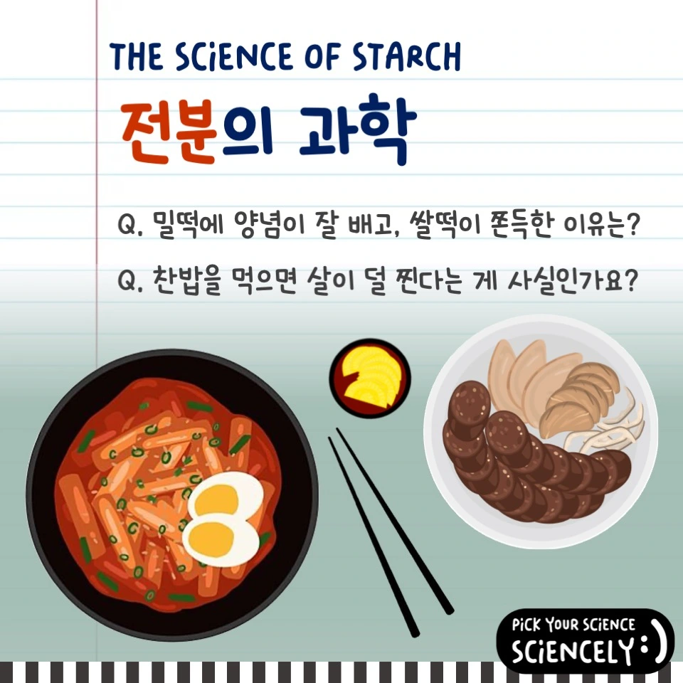 전분의 과학. 밀떡에 양념이 잘 배고, 쌀떡이 쫀득한 이유? 찬밥을 먹으면 살이 덜 찐다는 게 사실인가요?