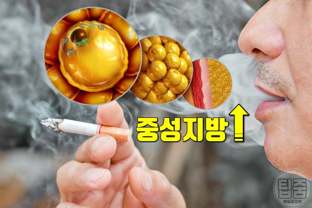 좋은 콜레스테롤 높이는 방법 콜레스테롤 정상 만들기