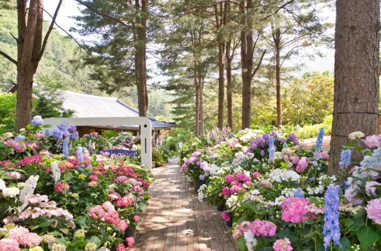 아침고요수목원 수국전시회