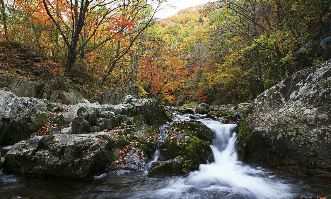 대관령 눈꽃축제 주변 관광지