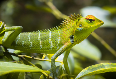 이색 반려동물 입양 열풍 분석